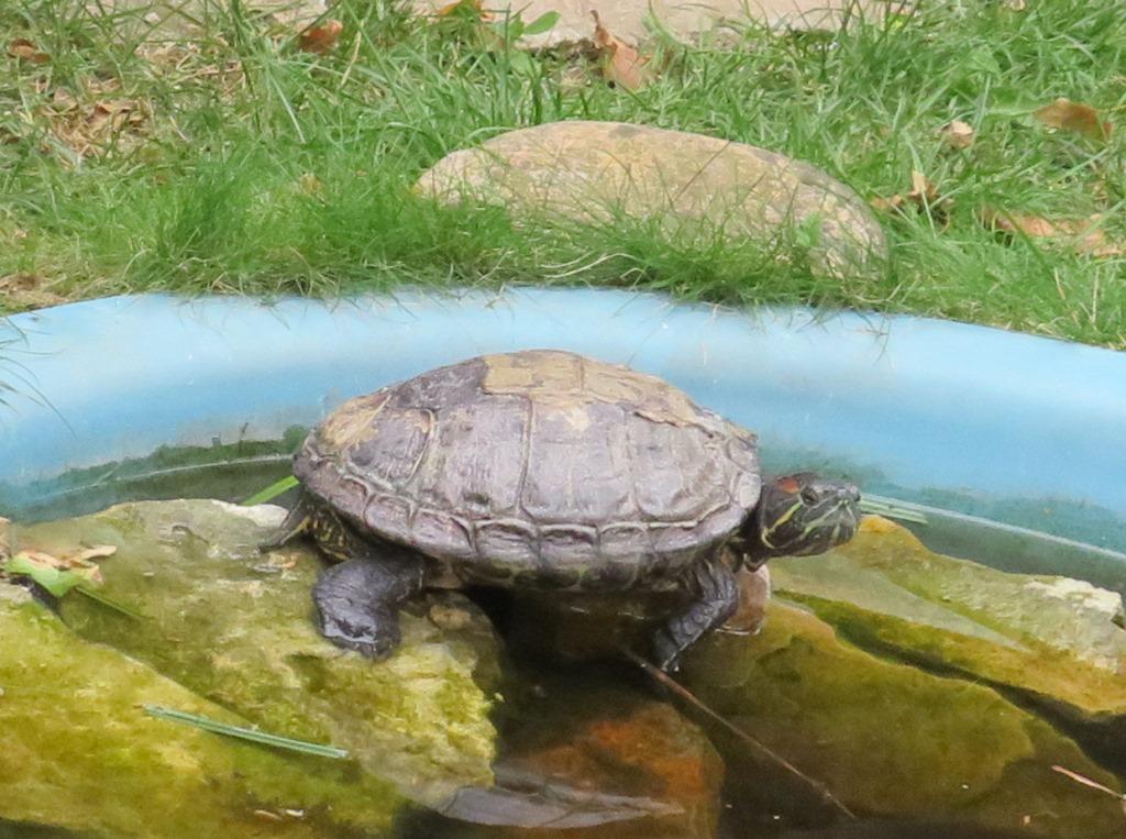 Wasserschildkröte Tierheim Bad Kreuznach